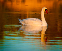 _DSC8480_1437ws
