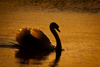 Three Rivers Ranch Swans_1008