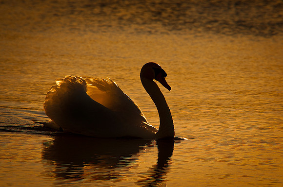 Three Rivers Ranch Swans_1008