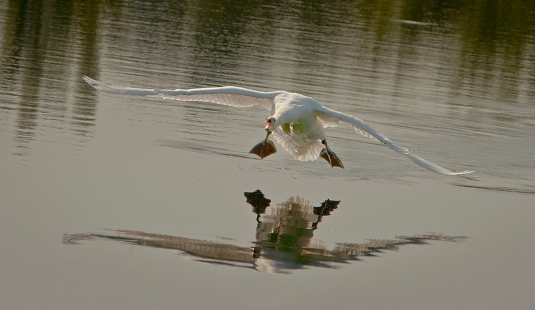 _DSC6242ws