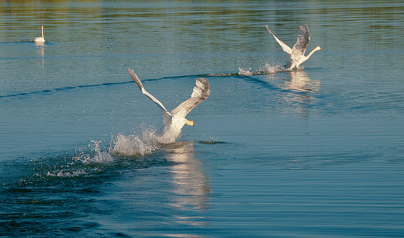 _DSC8582ws