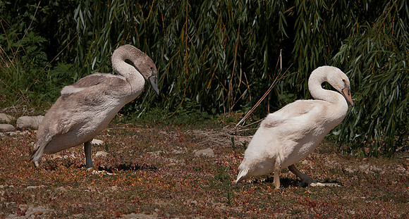 _DSC6083_0362ws