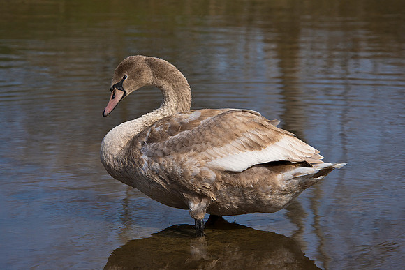 DSC_8874ws