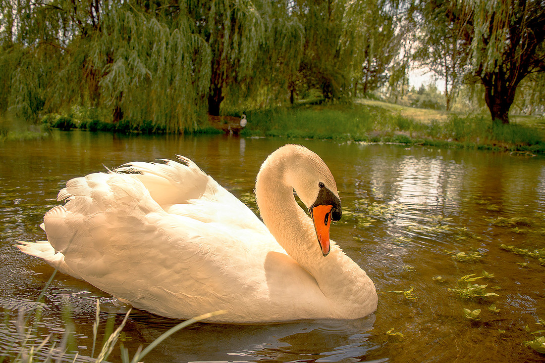 DSC_2542-2ws