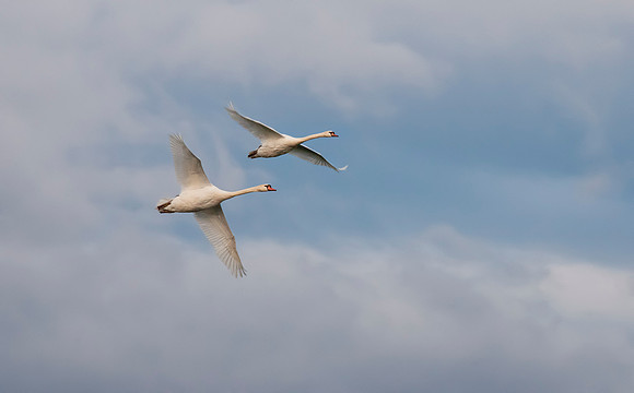 Three Rivers Swans_1525ws