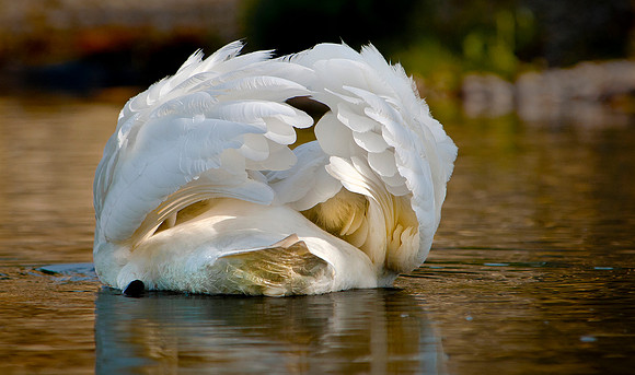 Three Rivers Ranch Swans_0920ws