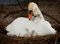 Three Rivers Ranch Swans_1263