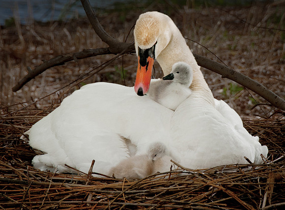 Three Rivers Ranch Swans_1263