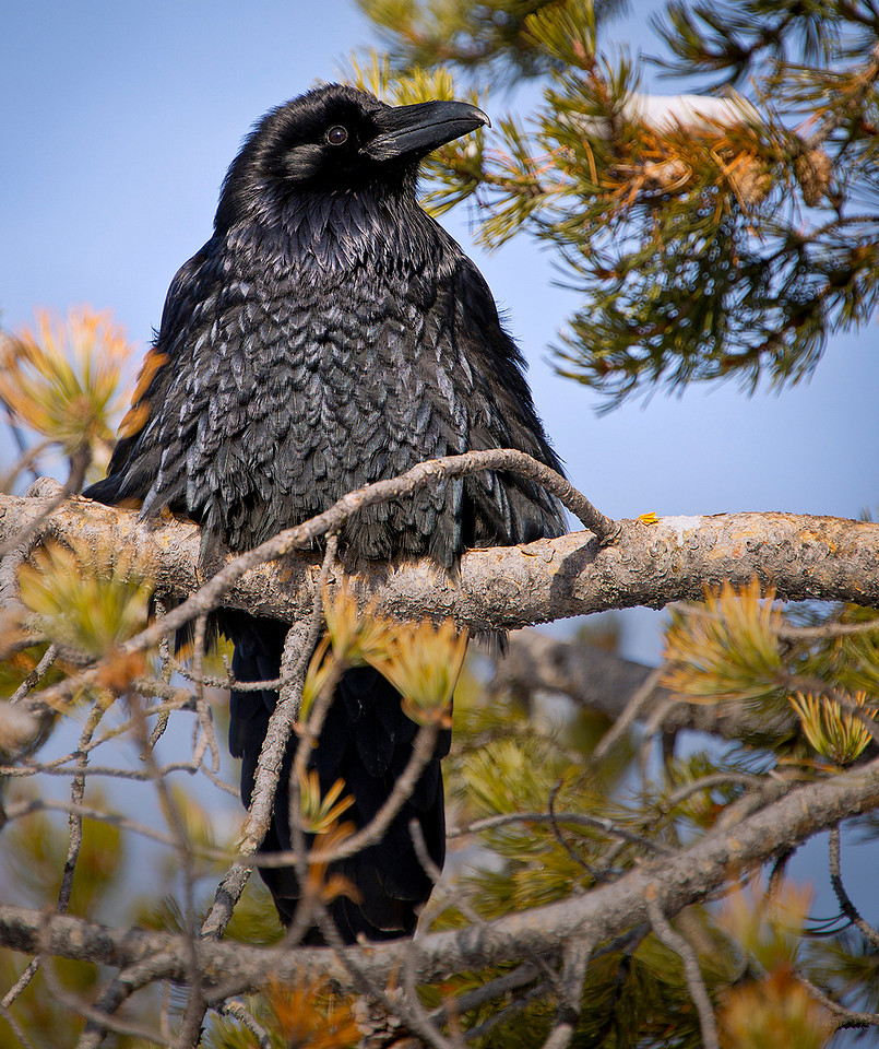 Raven Pine ws