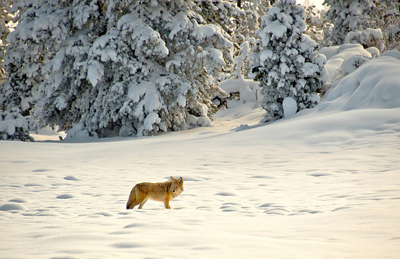 DSC_6144 ws