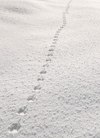 _DSC2010_2992 ws