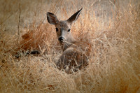 Deer in Field 3_0062 ws