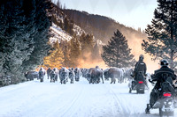 Iced Bison ws