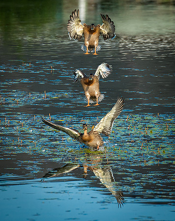 Jim Shane.1.Splash Landing
