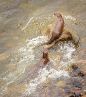 DSC_9603ws