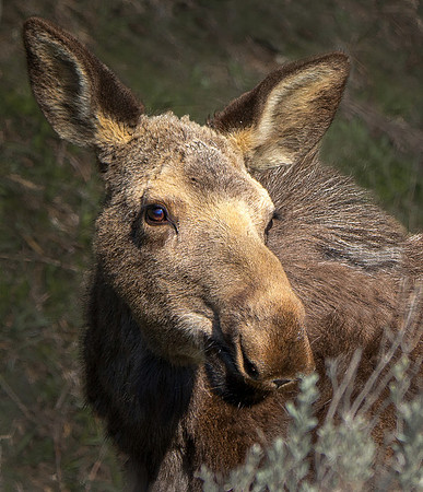 DSC_9031ws