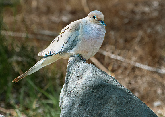 _DSC3849ws