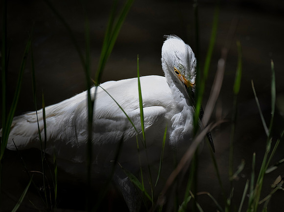 Weedy Egret ws