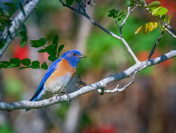 Western Bluebird ws