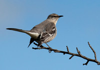 DSC_9579 ws