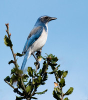 DSC_9626 ws