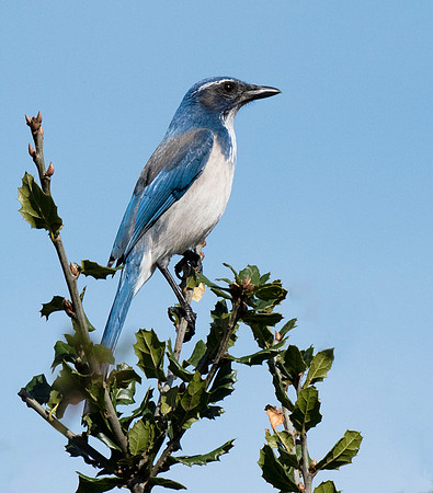 DSC_9626 ws