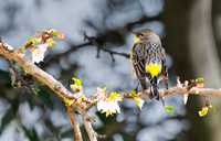 Yellow-rumped Warbler ws 2