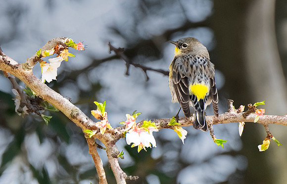 Yellow-rumped Warbler ws 2