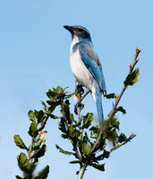 DSC_9628 ws