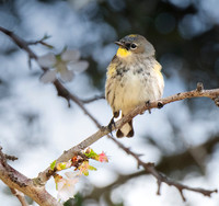 Yellow-rumped Warbler ws