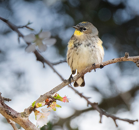 Yellow-rumped Warbler ws