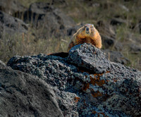 Yellow- Bellied Marmot ws