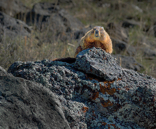 Yellow- Bellied Marmot ws