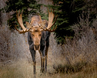 DSC_1225-2ws