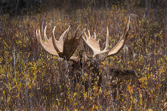 Antlers ws