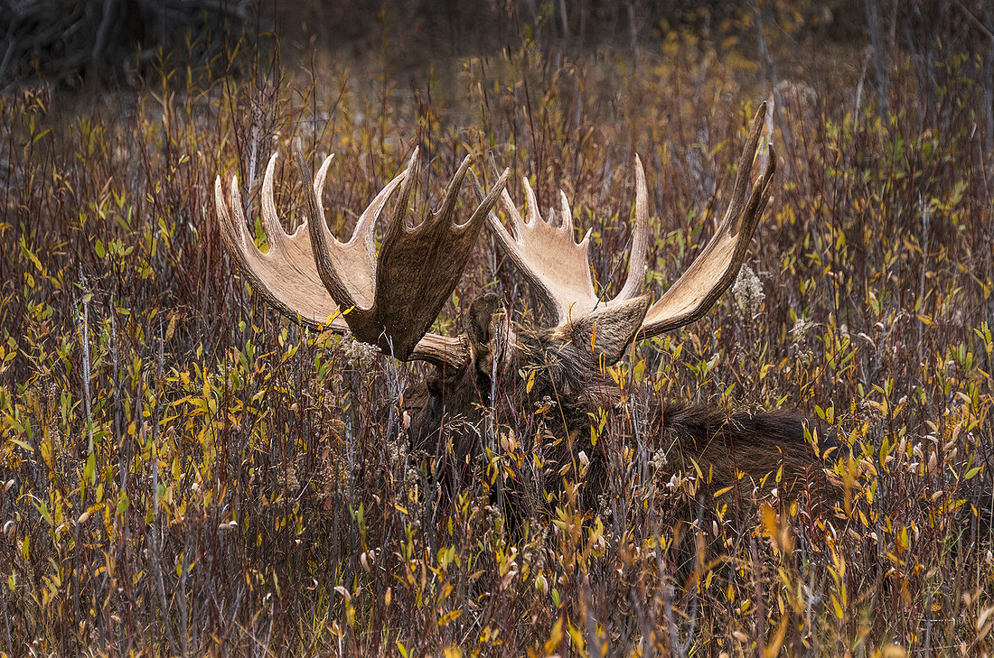 Antlers ws