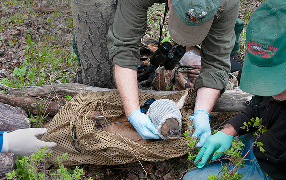 Elk calf capture_0024ws