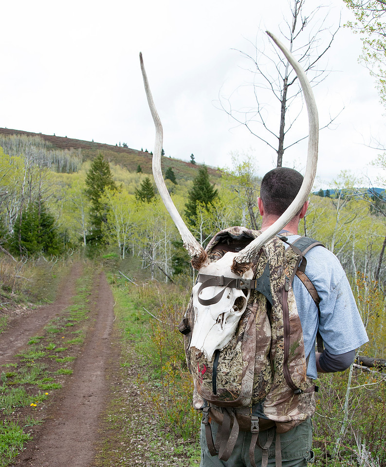 Elk calf capture_0011ws