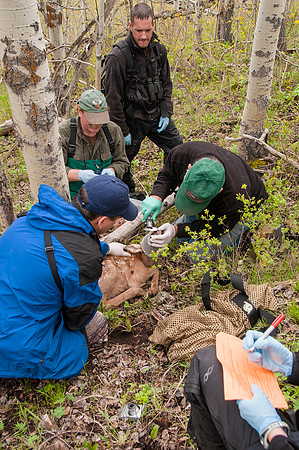 Elk calf capture_0016 ws