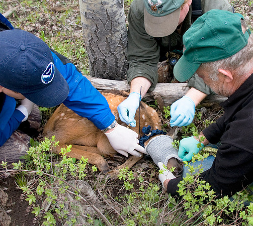 Elk calf capture_0019ws