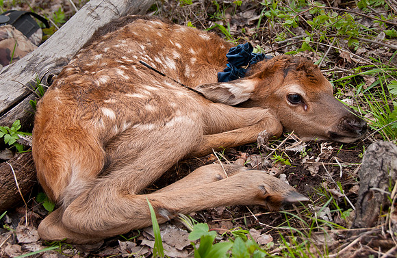 Elk calf capture_0031ws