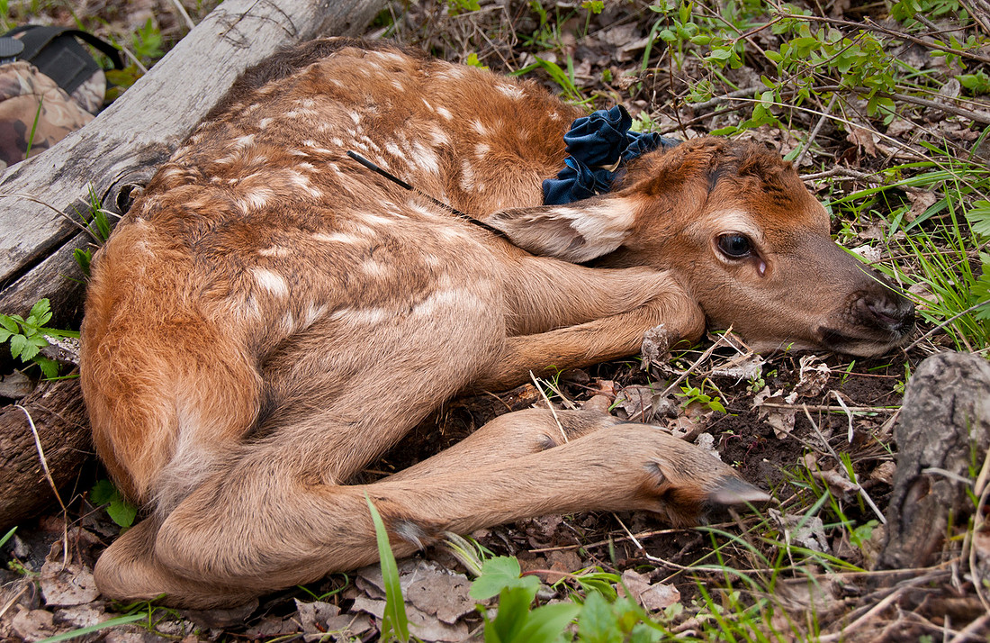 Elk calf capture_0031ws