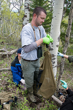 Elk calf capture_0027ws