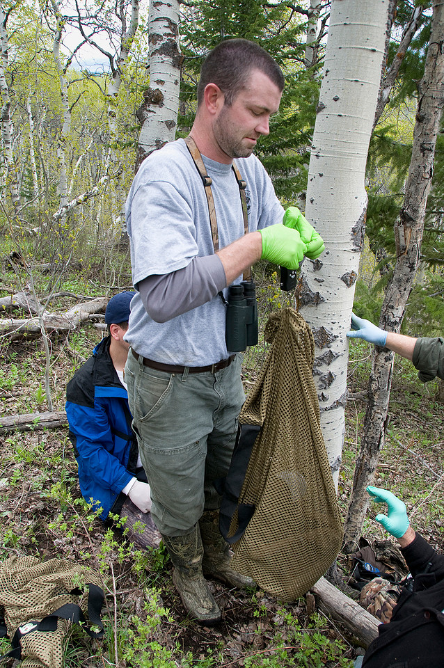Elk calf capture_0027ws