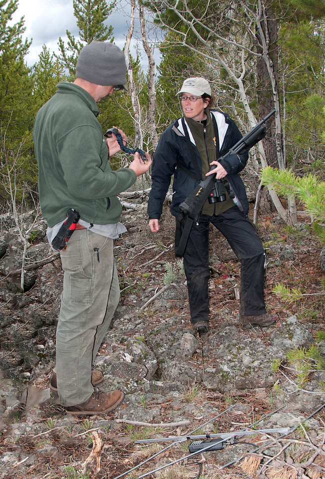 Elk calf capture_0042ws