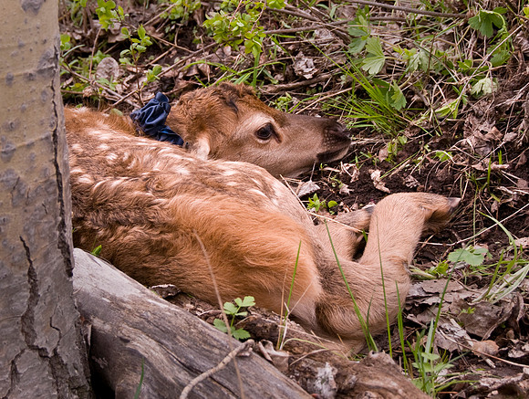 Elk calf capture_0040ws