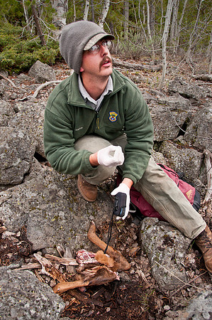 Elk calf capture_0051ws