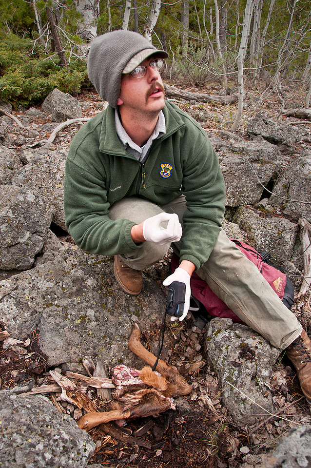 Elk calf capture_0051ws