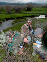 Elk calf capture_0069ws