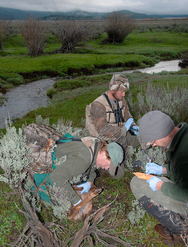 Elk calf capture_0069ws